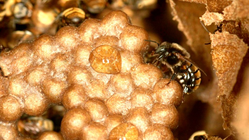 abelha guaraipo 01