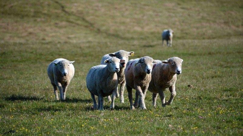 ovelhas campo 01 p