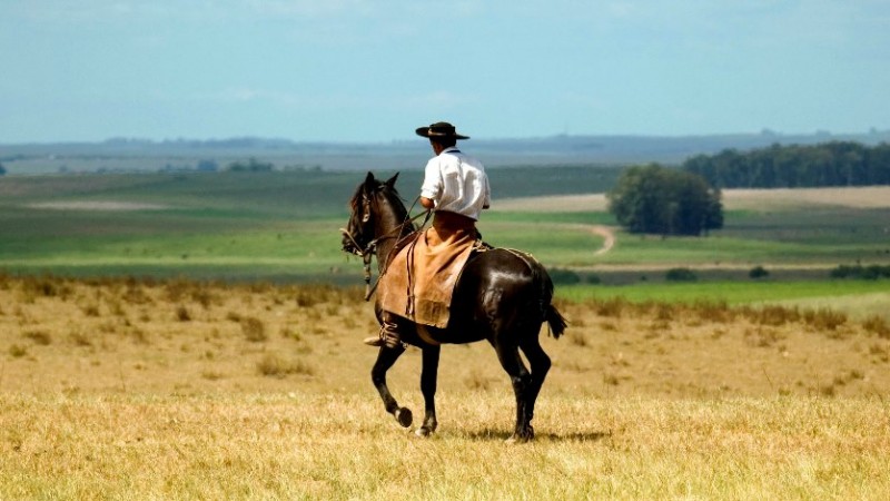 cavalos 15 ok