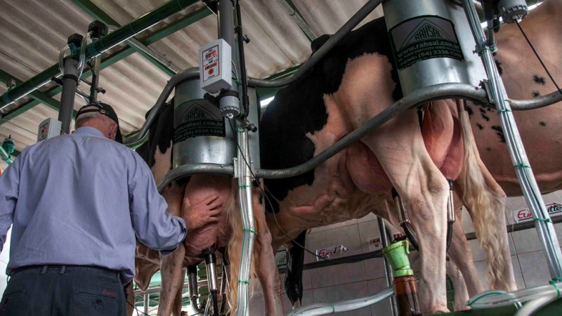 Vacas na ordenha mecanizada