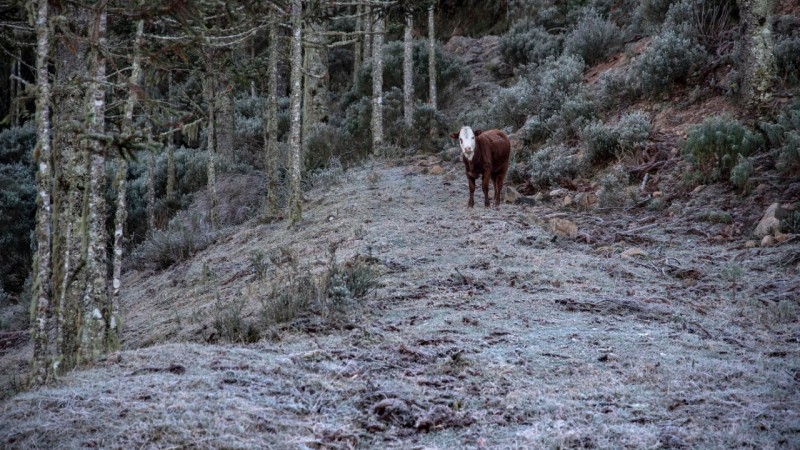 Vaca sozinha em um pasto congelado pela geada