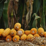 Programa Troca-Troca busca fomentar o cultivo de milho e sorgo no RS