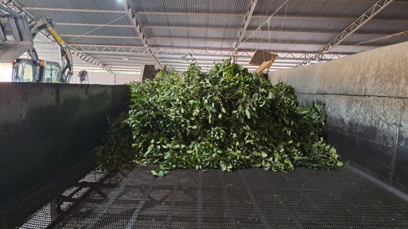 Produção de erva-mate no Polo Alto Taquari