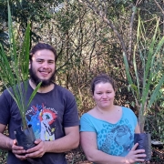 Famílias do assentamento Filhos de Sepé recebem mudas de butiá