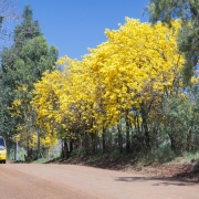 ipê amarelo 00 (1)