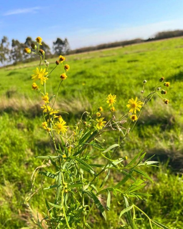 Plantas do gênero Senecio são tóxicas aos bovinos