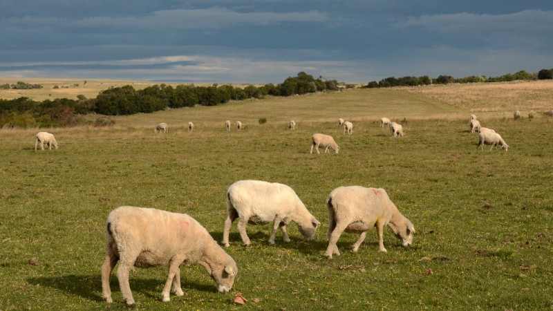campo com ovelhas