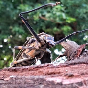 Exemplar de Coleoptera (besouro) Arlequim da mata. São conhecidos como decompositores de madeira na natureza