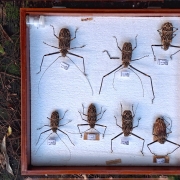 Exemplar de Coleoptera (besouro) Arlequim da mata. São conhecidos como decompositores de madeira na natureza
