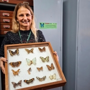 Responsável técnica pelo Museu de Entomologia, Sídia Witter, com coleção de Lepidopteras