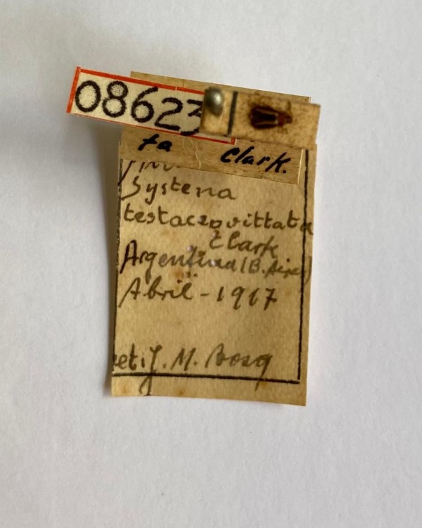 Um coleóptero (besouro) de 1917 é o exemplar mais antigo da coleção, procedente da Argentina. 
