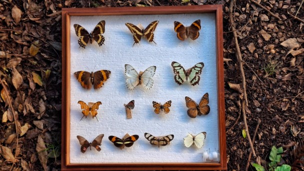 Coleção de borboletas (Lepidoptera) do Museu