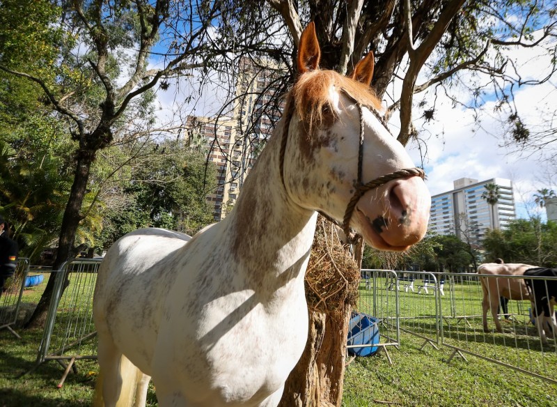 Animais de raças que serão destaque na feira foram expostos no evento de lançamento, entre eles um exemplar de cavalo crioulo