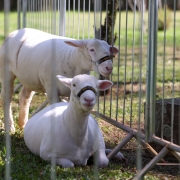 ovelhas
