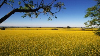 22085928 canola 04 ok
