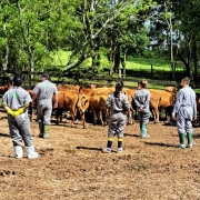 monitoramento serviço veterinario oficial na propriedade