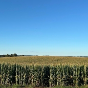 Plantação de milho na Granja Busnello, em Paulo Bento. A expectativa é de colher 200 sacas por hectare.