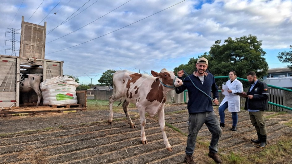 Vaca 951, uma das primeiras a desembarcar na Fenasul Expoleite, e o produtor Juliano site Foto Fernando Dias Seapi