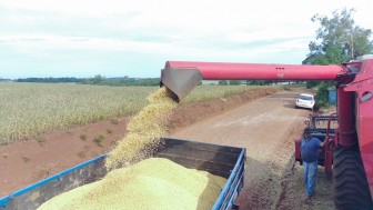 colheita de soja
