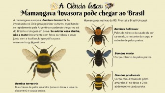 poster abelhas invasoras