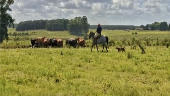 Bois no campo Hulha Negra