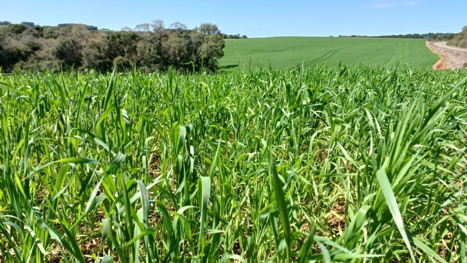 Lavoura em Cir&iacute;aco