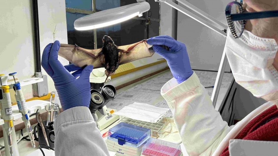 An&aacute;lise no Laborat&oacute;rio de Raiva do IPVDF, em Eldorado do Sul